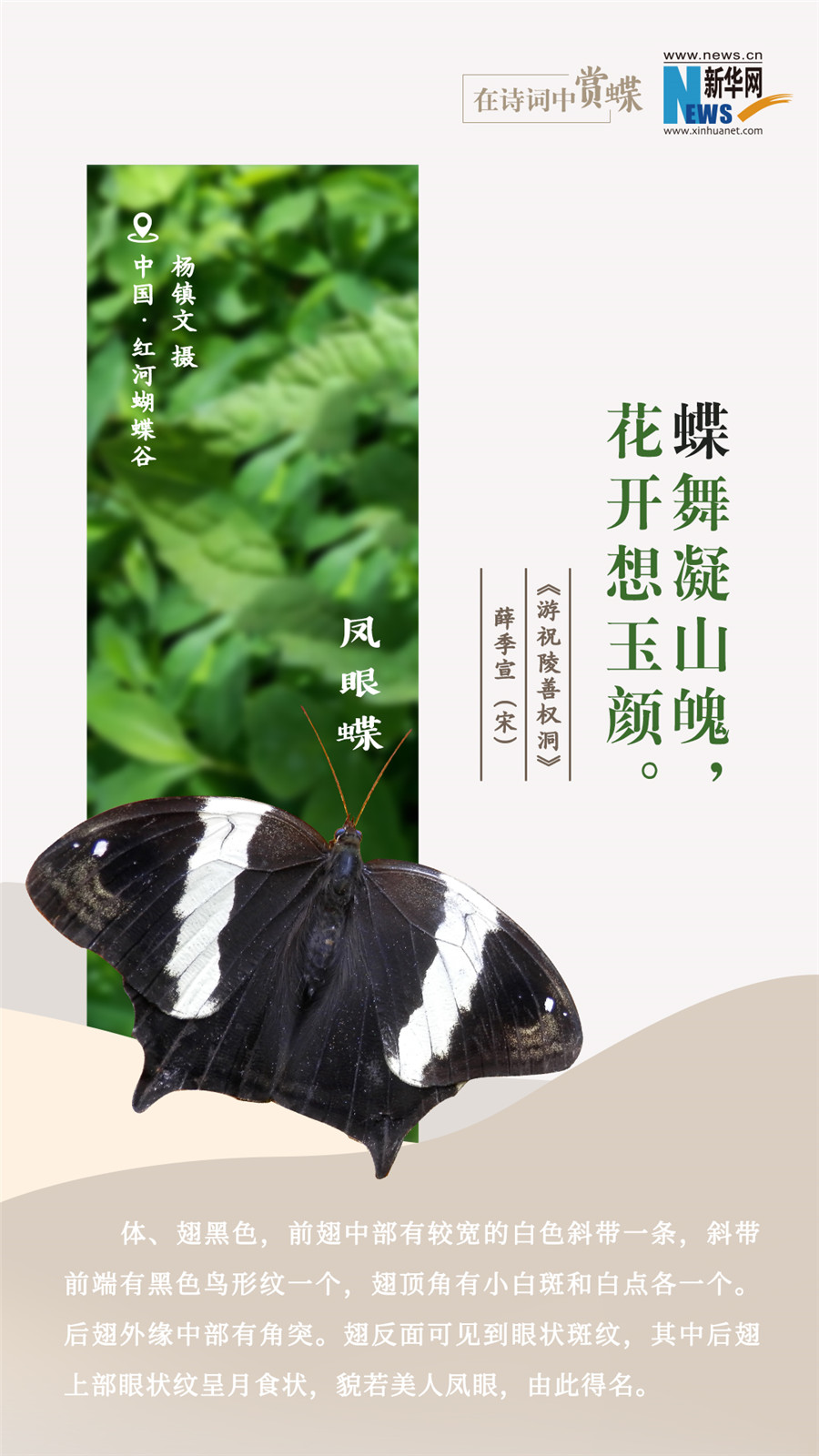 創(chuàng)意海報|在詩詞中賞蝶：翩翩舞態(tài) 詩以詠蝶