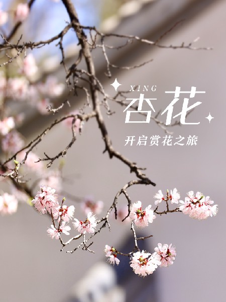 追花指南第六期！杏花雨 楊柳風(fēng) 北京最美的杏花在這里