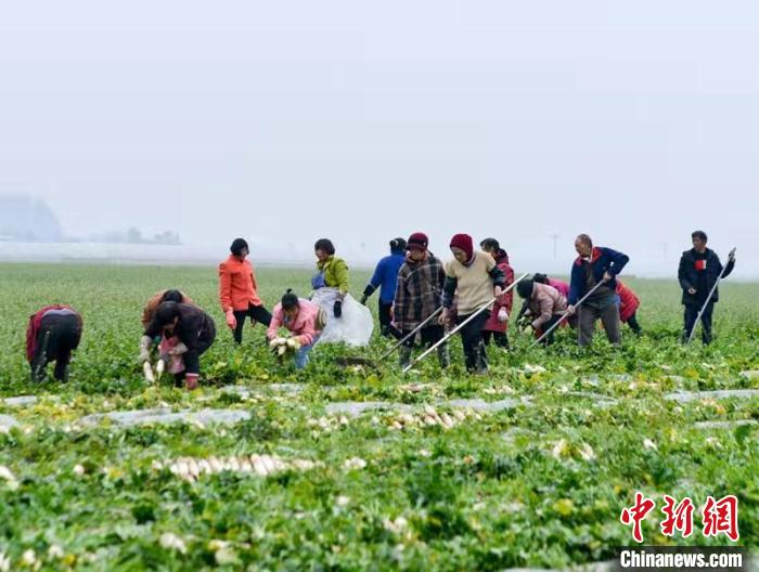 蔬菜基地工人正搶抓農(nóng)時(shí)采收蘿卜。　 汪澤民 攝