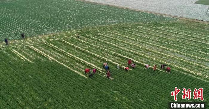 蔬菜基地工人正搶抓農(nóng)時(shí)采收蘿卜?！?彭圣洲 攝