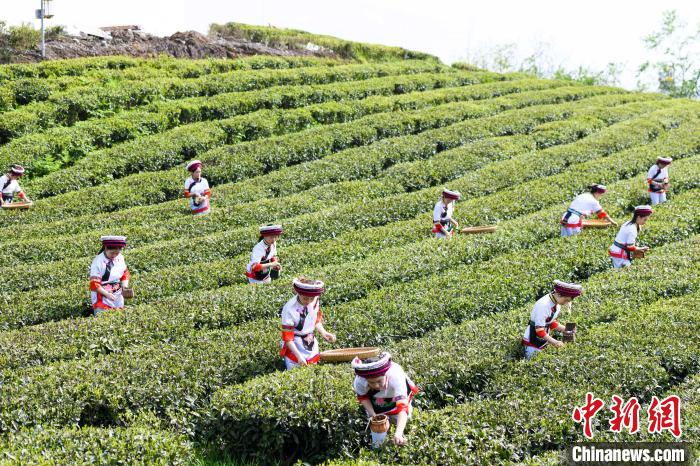 眾多白族村民身著民族服飾走進茶園采摘。　楊華峰 攝