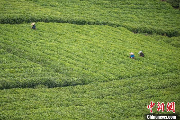 茶農(nóng)采摘谷雨茶?！√普?攝