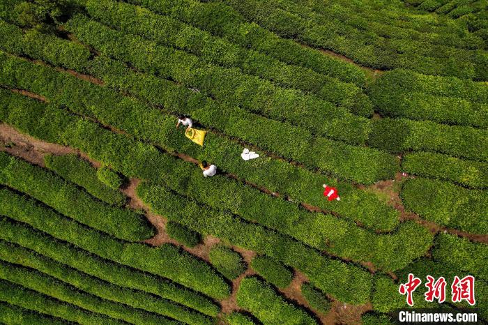 茶農(nóng)正在采摘新鮮茶葉?！√普?攝