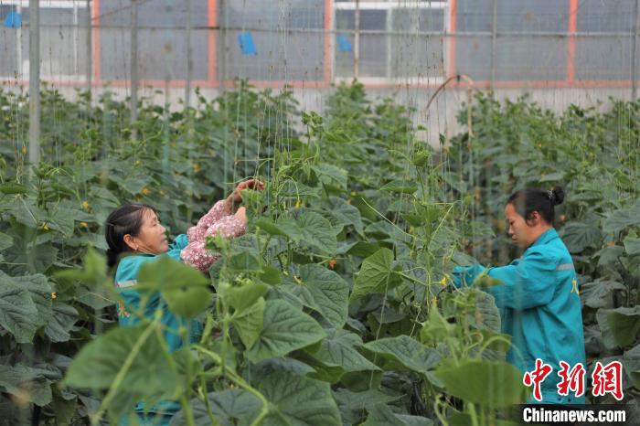 在一農企的蔬菜大棚內，拿山鎮(zhèn)溝邊村洲頭組村民羅梅華和工友給黃瓜人工授粉。　劉力鑫 攝