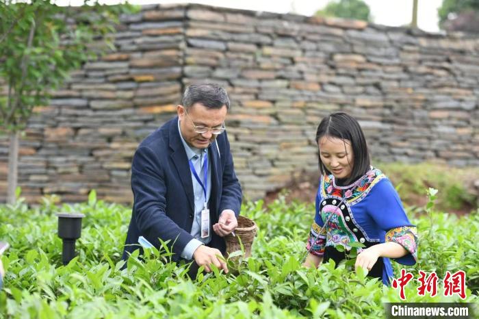 東盟國家媒體記者在辰龍關(guān)茶園采茶?！钊A峰 攝