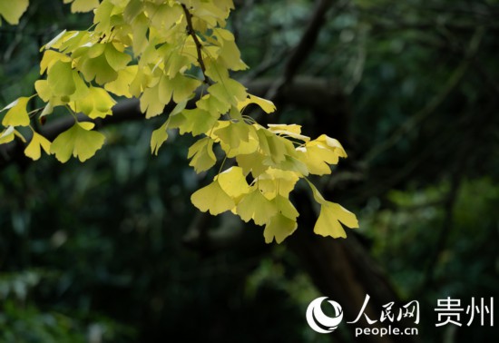 觀山湖公園秋意漸濃。人民網(wǎng) 陽茜攝