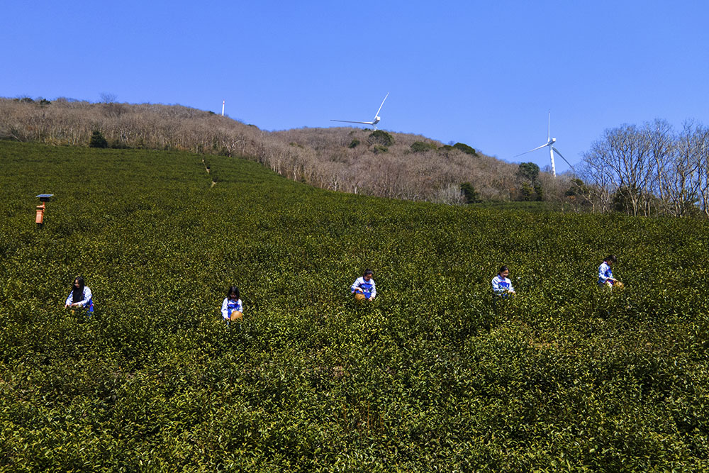 茶農(nóng)們搶抓晴好天氣采摘春茶。楊云中攝