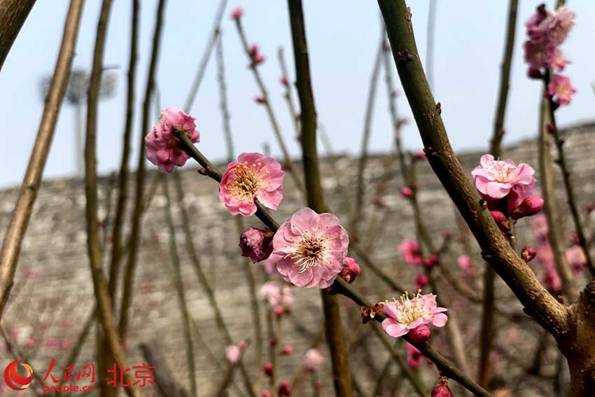 明城墻遺址公園梅花初綻。 人民網(wǎng) 池夢蕊攝