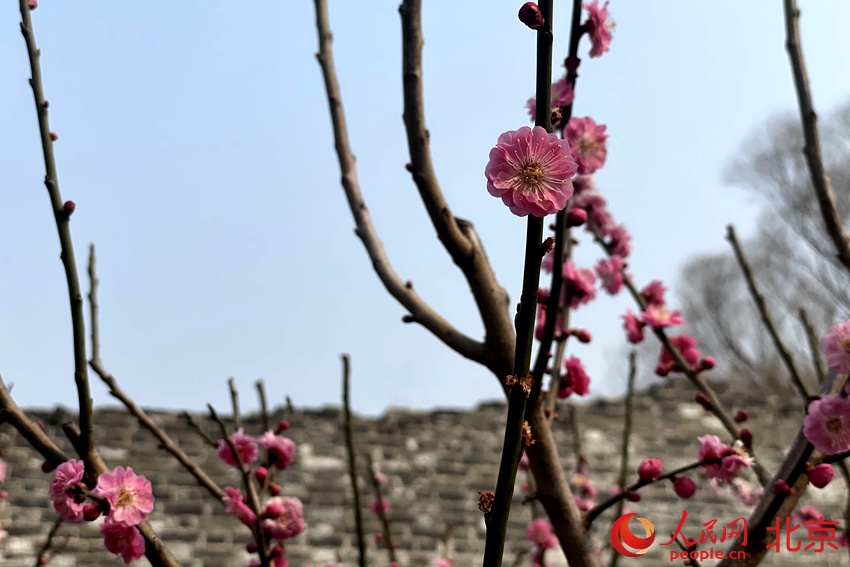 明城墻遺址公園梅花初綻。 人民網(wǎng) 池夢(mèng)蕊攝