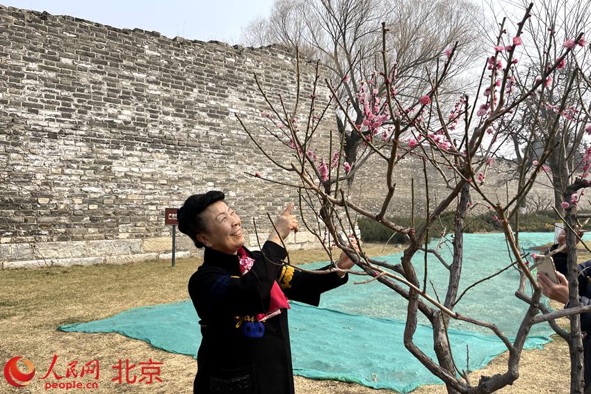 明城墻遺址公園梅花初綻。 人民網(wǎng) 池夢蕊攝
