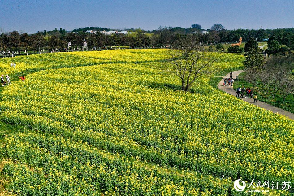 高淳區(qū)椏溪國際慢城桃花扇廣場油菜花田。劉列攝