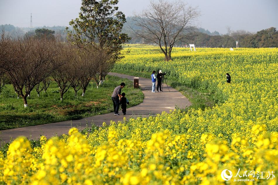 高淳區(qū)椏溪國際慢城桃花扇廣場油菜花田。高曉平攝
