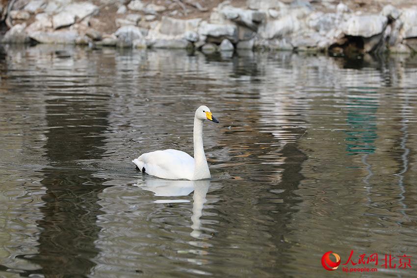 北京動物園水禽湖上，水鳥游弋其中，傳遞春的消息。人民網(wǎng) 尹星云攝