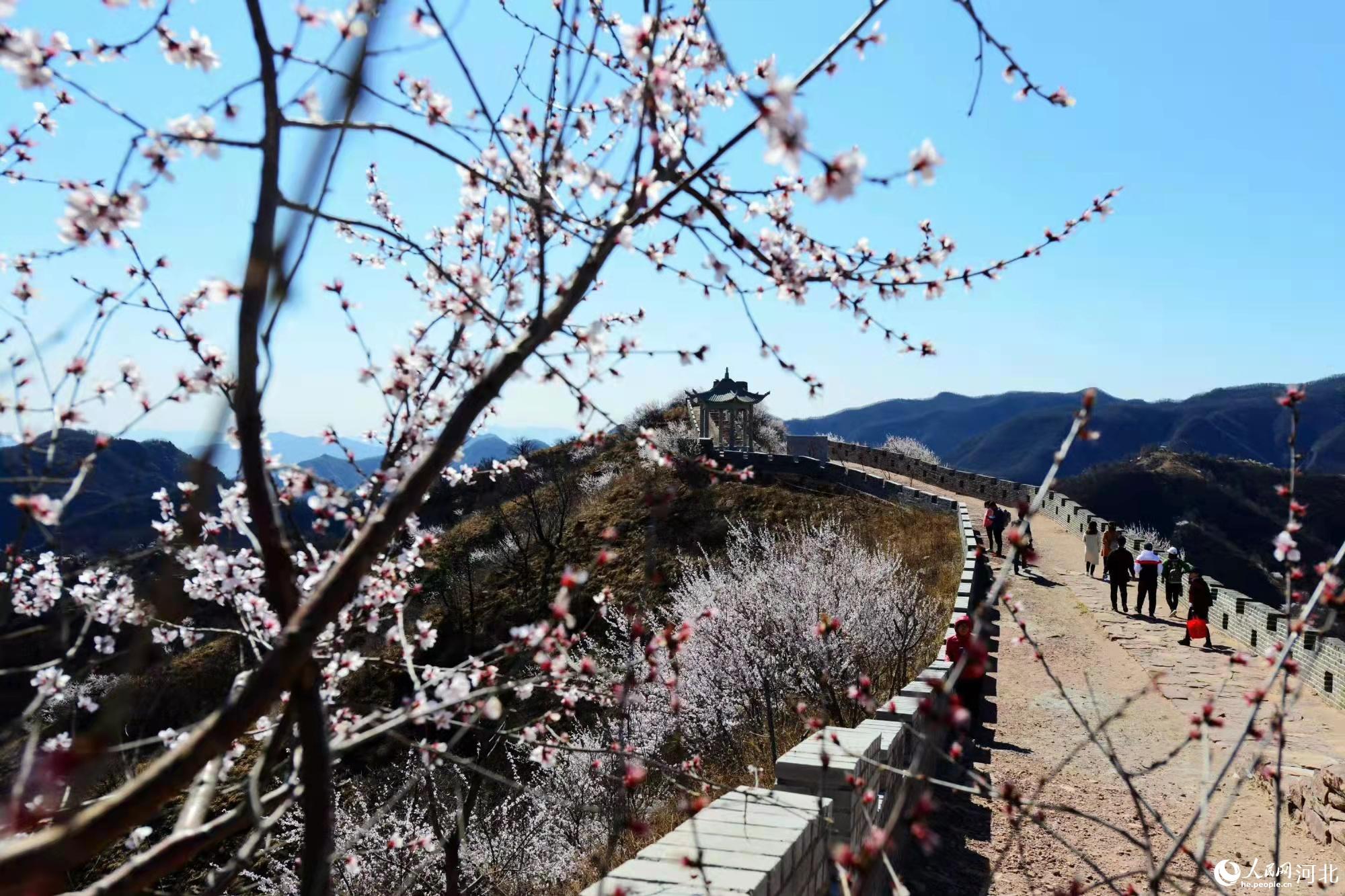 邢臺九龍峽景區(qū)鮮花盛開。 馬健攝