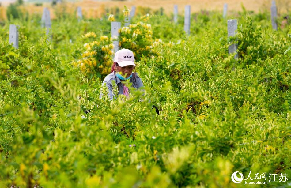 淮安市淮安區(qū)復興鎮(zhèn)的金銀花進入采摘黃金期。紀星名攝