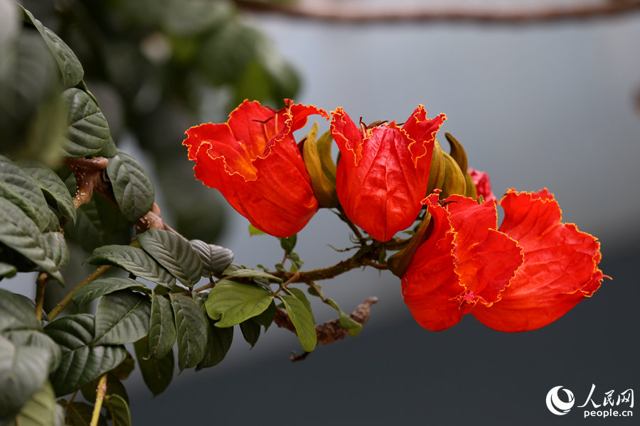 火焰木花朵呈紅色或橙紅色。人民網(wǎng) 陳博攝