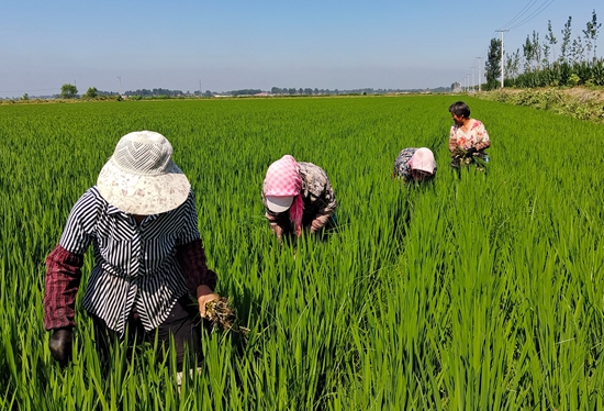 7月15日，農(nóng)民在河北省玉田縣石臼窩鎮(zhèn)王家樓村稻田勞作。 張仁杰攝