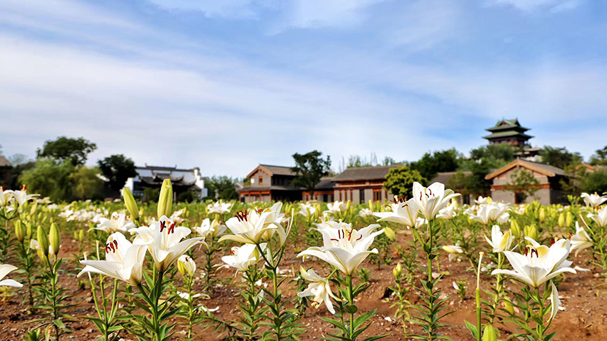 北京世園公園百合陸續(xù)盛放。（北京世園公園供圖）