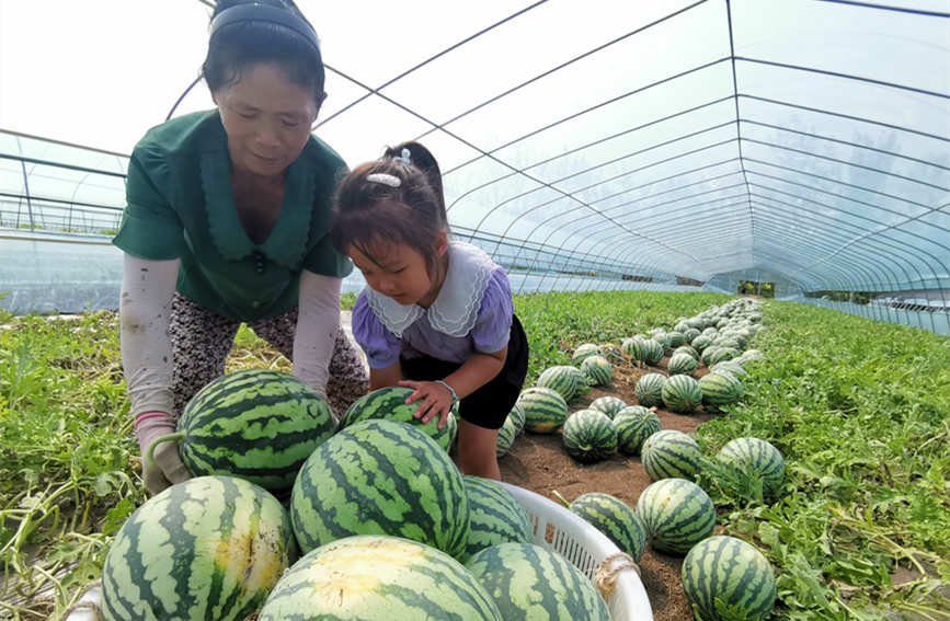 在北辰區(qū)雙街鎮(zhèn)的西瓜種植基地內(nèi)，種植農(nóng)戶們正忙著采收。陳立興攝