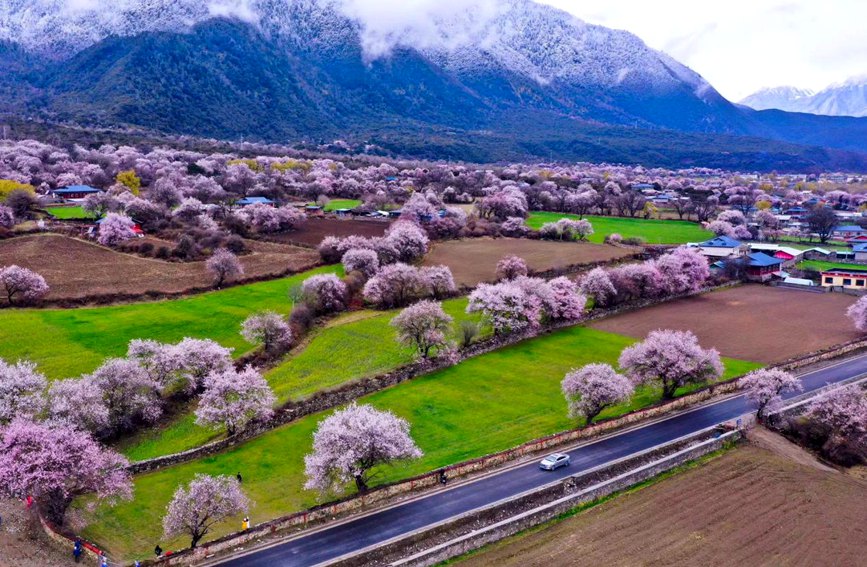 波密縣傾多鎮(zhèn)如納村盛開的桃花。徐馭堯攝