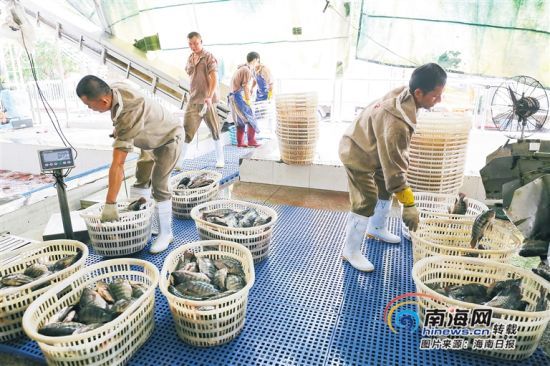 海南勤富食品有限公司工人將剛捕撈的羅非魚進行分裝加工。海南日報記者 張茂 攝