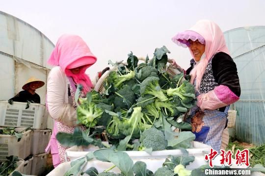 臨澤縣蓼泉鎮(zhèn)灣子村種植基地里豐收的西藍(lán)花。　趙學(xué)榮 攝