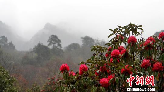 西藏倉(cāng)央嘉措故里杜鵑花開(kāi)進(jìn)入旅游季