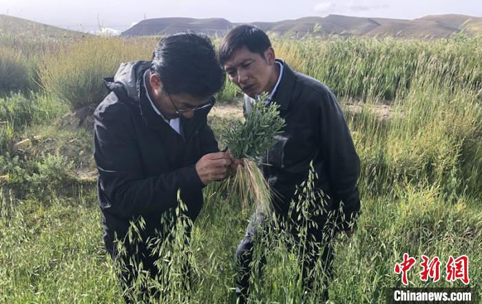 圖為尼瑪扎西(左)在青稞種植地調(diào)研(資料圖)。西藏農(nóng)科院 供圖