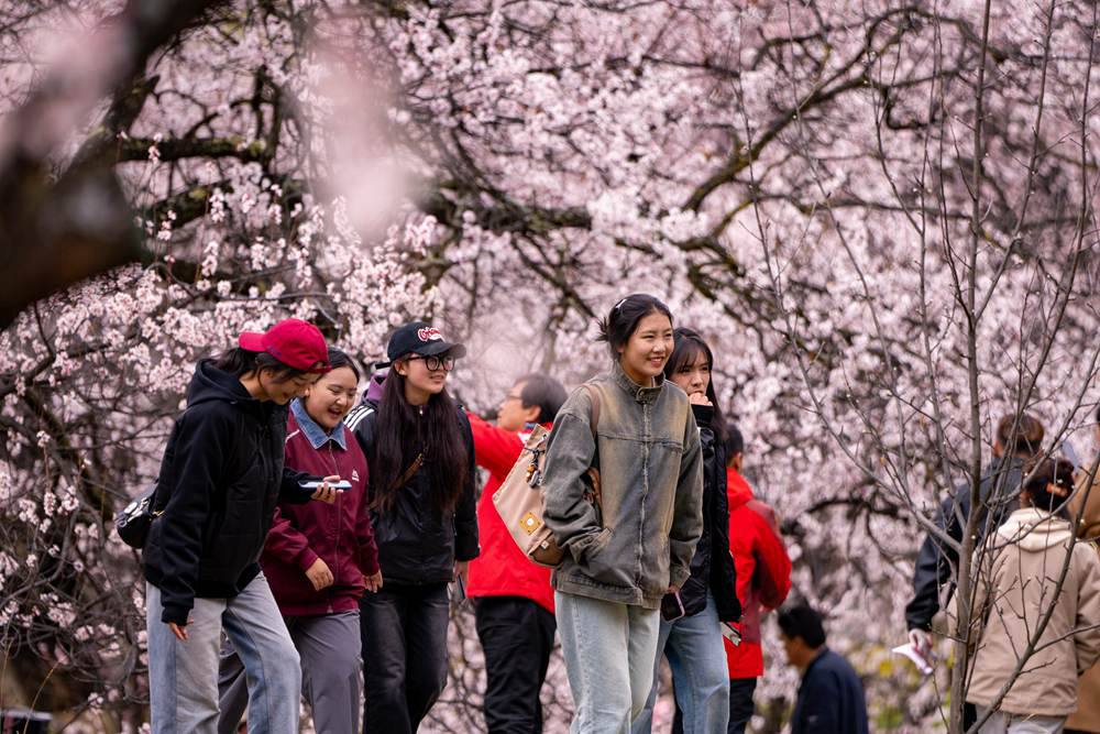 桃花盛開惹人醉，八方游客賞花來。徐馭堯攝