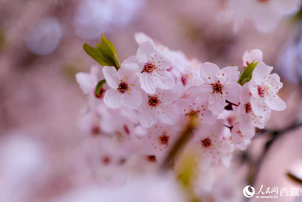 桃花盛開惹人醉。人民網(wǎng)記者 次仁羅布攝