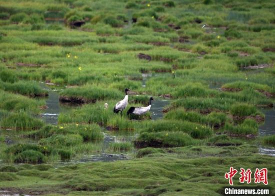 圖為祁連山國家公園青海片區(qū)內(nèi)的黑頸鶴。　祁連山國家公園青海省管理局供圖 攝