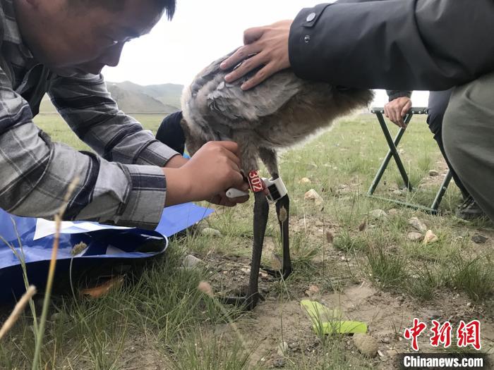 圖為研究人員為黑頸鶴佩戴GPS跟蹤設(shè)備。祁連山國家公園青海省管理局供圖