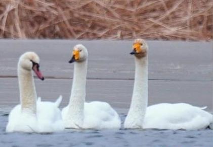 圖為疣鼻天鵝與大天鵝。　青海國(guó)家公園觀鳥(niǎo)協(xié)會(huì)供圖 攝