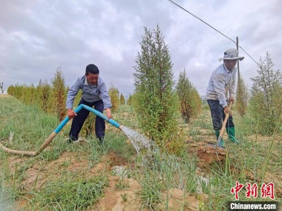 圖為扎西和村民給樹澆水?！∑钤鲚怼z