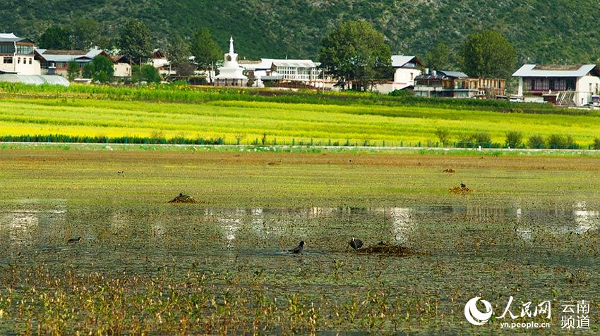 納帕海成為鳥類遷徙停留地。呂昊辰攝