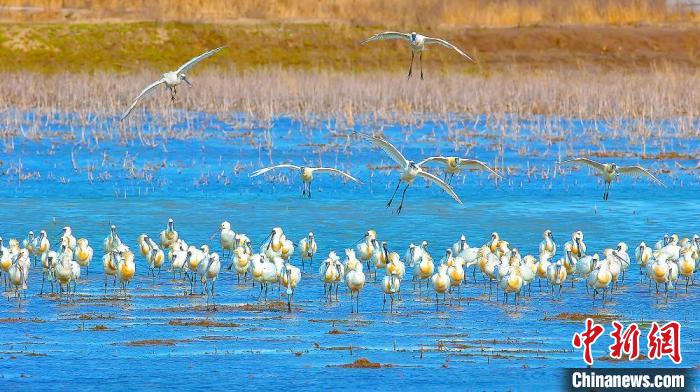 沿海濕地，鳥類天堂?！←}城市委宣傳部供圖