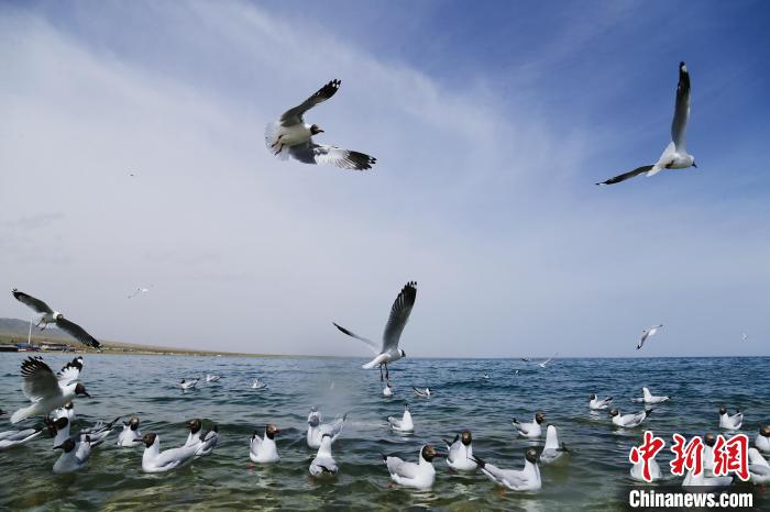 圖為水鳥在青海湖飛翔?！●R銘言 攝