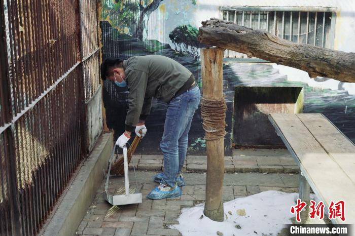 圖為雪豹“奶爸”史壽軍正在打掃豹館衛(wèi)生?！●R銘言 攝