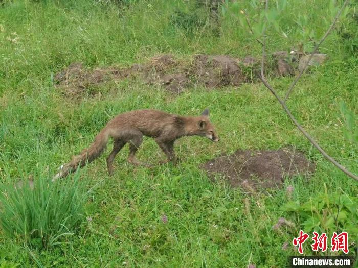 青?；ブ骄戎鷩叶壉Ｗo野生動物赤狐