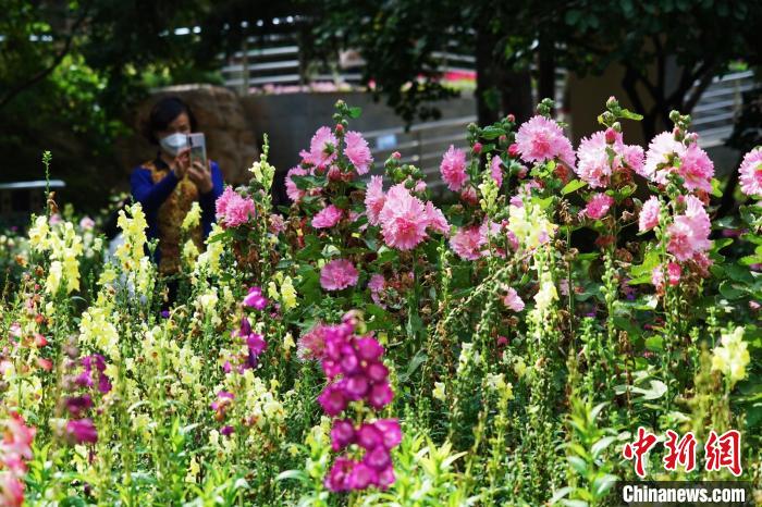 圖為市民在西寧園林植物園內(nèi)賞花拍照?！●R銘言 攝