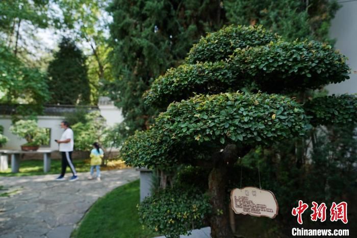 圖為在西寧園林植物園內(nèi)，造型奇特的盆景吸引市民。　馬銘言 攝