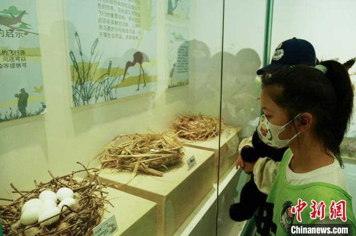 圖為小朋友在青海西寧湟水國家濕地公園科普館內(nèi)參觀學習?！●R銘言 攝