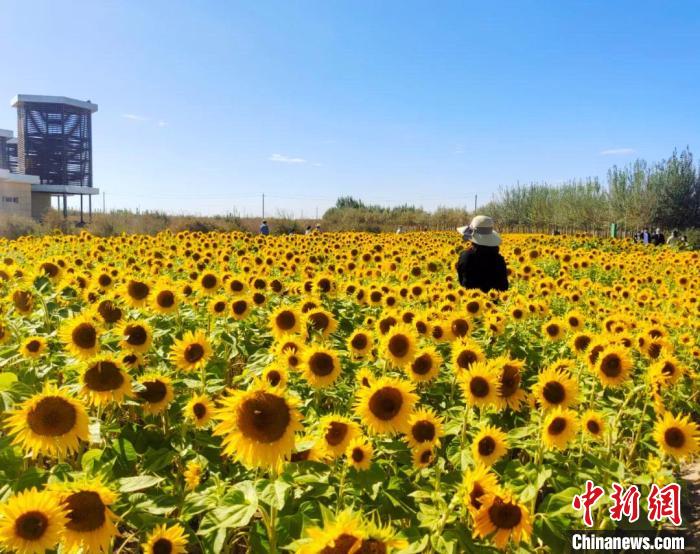 圖為格爾木境內(nèi)的向日葵花海?！「駹柲救诿襟w中心供圖