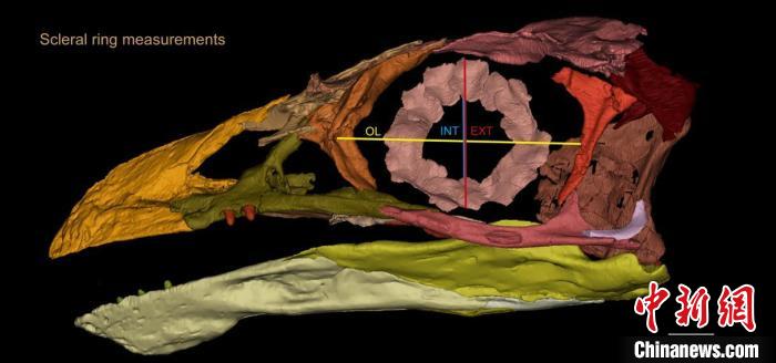 熱河鳥STM3-8化石標(biāo)本的鞏膜環(huán)復(fù)原及測(cè)量示意圖。　胡晗 供圖