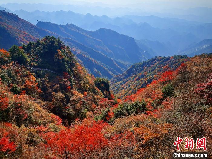 巴山大峽谷漫天紅葉?！埰?攝