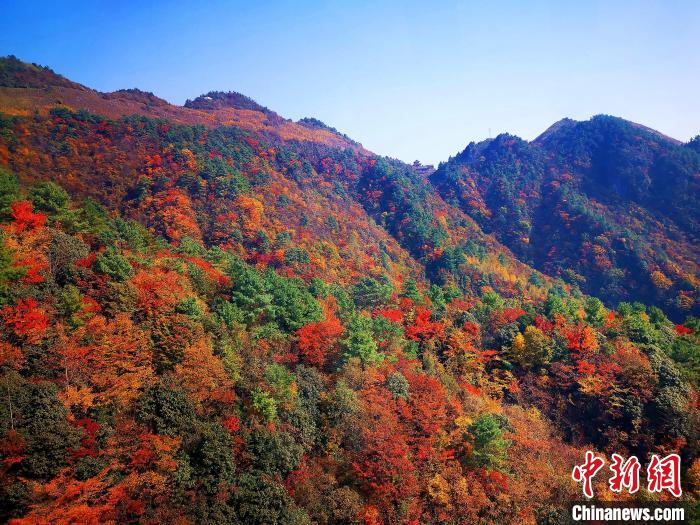 巴山大峽谷漫天紅葉。　張平 攝