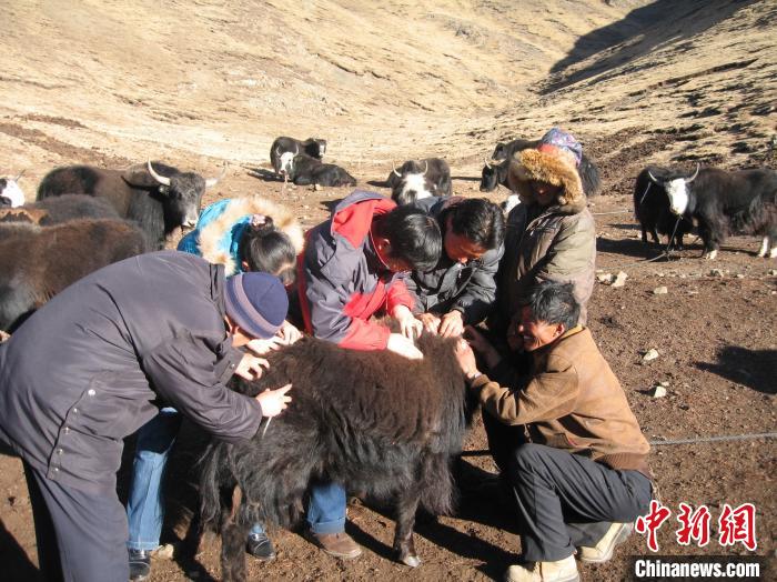 資料圖為研究團(tuán)隊(duì)在青南高原地區(qū)開展了牦牛寄生蟲病流行病學(xué)和防治技術(shù)研究?！?青海省畜牧獸醫(yī)科學(xué)院供圖