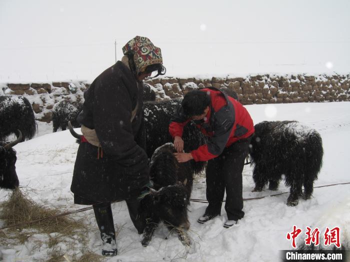 資料圖為研究團(tuán)隊(duì)在達(dá)日縣檢查牛背部皮蠅幼蟲感染情況。　 青海省畜牧獸醫(yī)科學(xué)院供圖