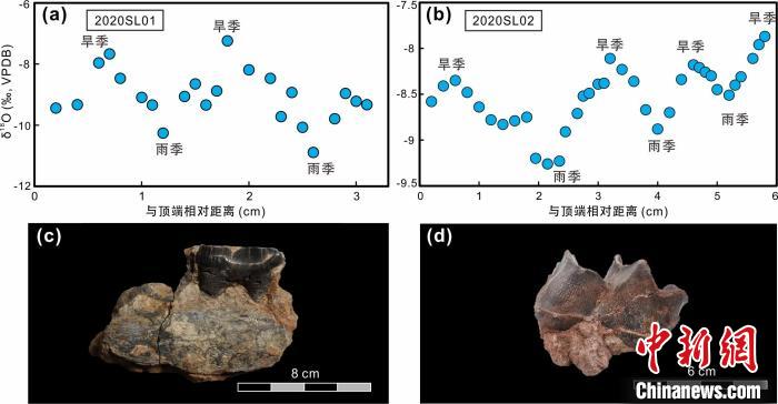 本次研究中的犀牛牙齒化石及氧同位素特征?！≈锌圃呵嗖馗咴?供圖