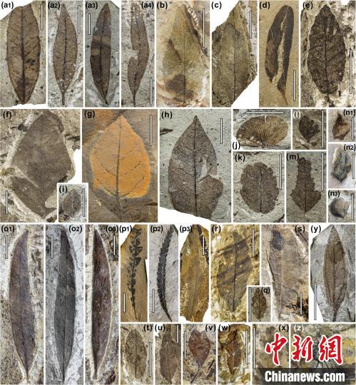 中始新世熱魯化石植物群(4500萬–4000萬年前)?！≈锌圃呵嗖馗咴?供圖